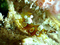 Taken with Canon G10&Epoque strobe by Sean Cooper 